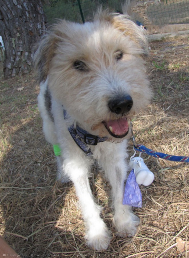 Photo de Fox terrier  poil dur