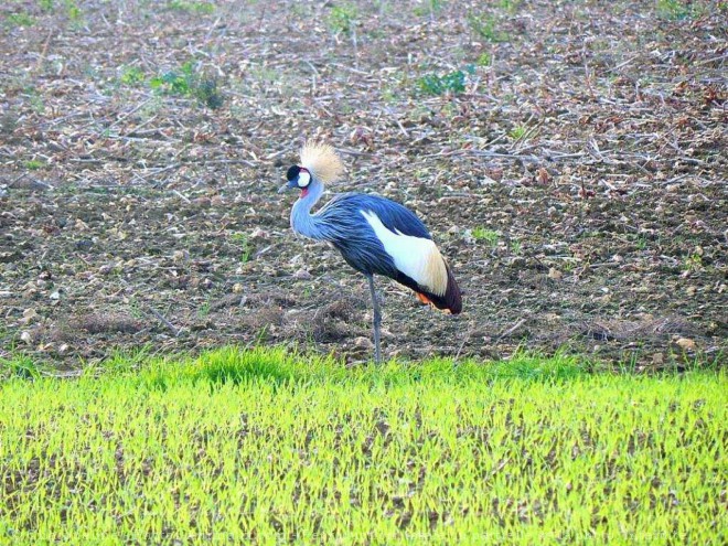 Photo de Grue couronne