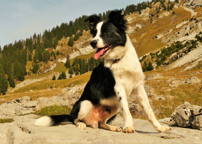 Photo de Border collie