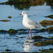 Photo de Mouette