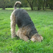 Photo d'Airedale terrier