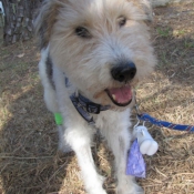 Photo de Fox terrier  poil dur