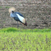 Photo de Grue couronne