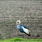 Photo de Grue couronne