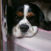 Photo de Cavalier king charles spaniel