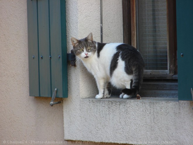 Photo de Chat domestique