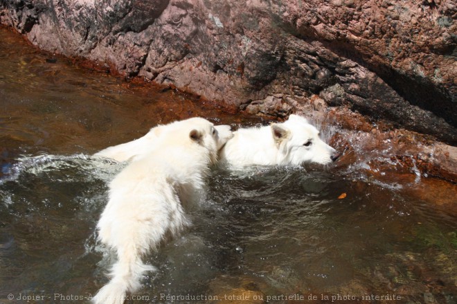 Photo de Berger blanc suisse