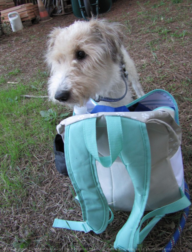 Photo de Fox terrier  poil dur