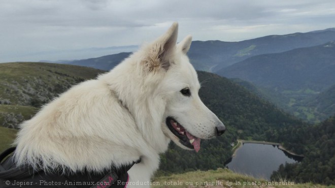 Photo de Berger blanc suisse