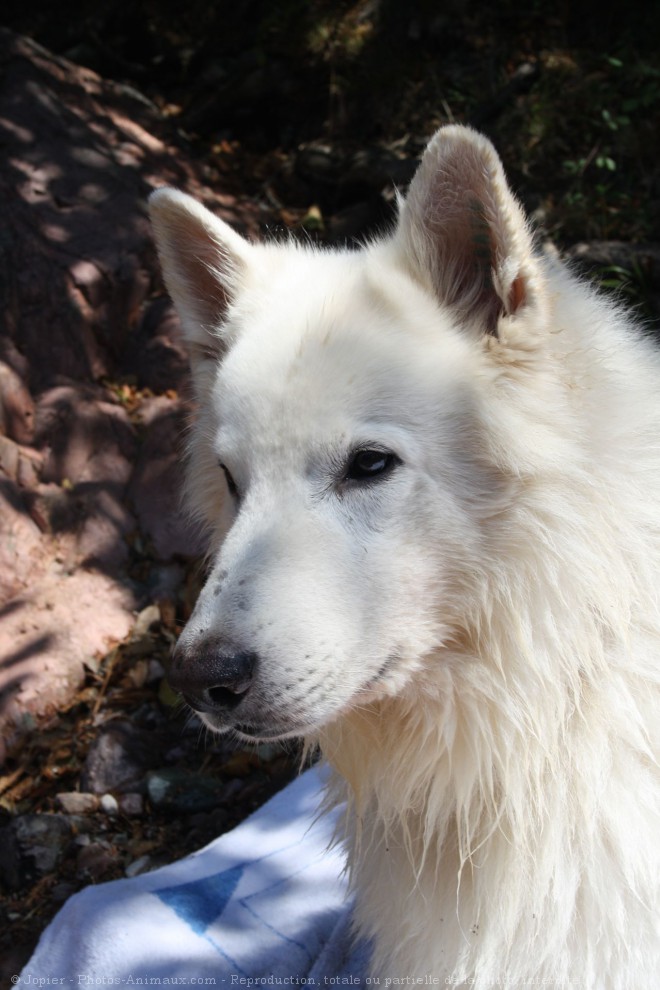 Photo de Berger blanc suisse