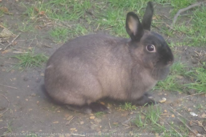 Photo de Lapin