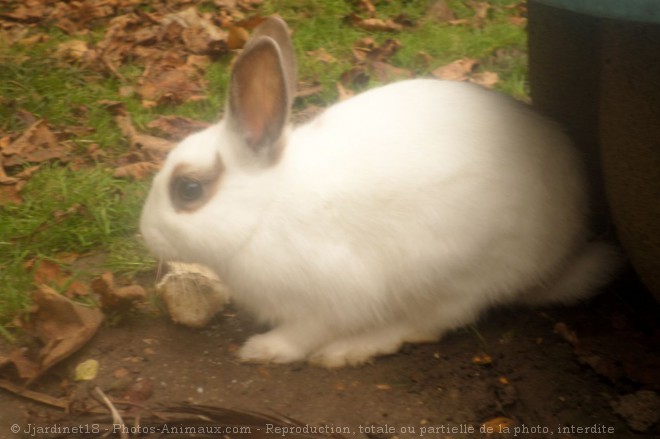 Photo de Lapin