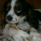 Photo de Cavalier king charles spaniel