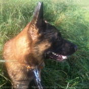 Photo de Berger belge malinois