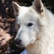 Photo de Berger blanc suisse