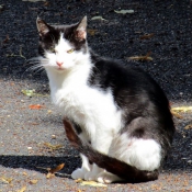 Photo de Chat domestique