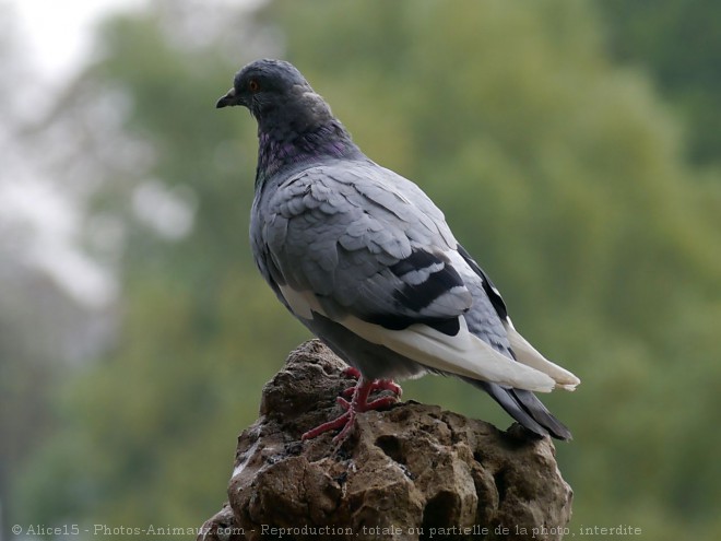 Photo de Pigeon