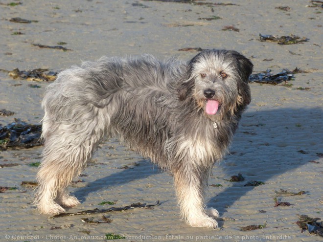 Photo de Chien de berger des pyrenes  poil long