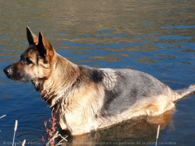 Photo de Berger allemand  poil court