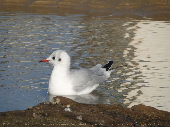 Photo de Mouette