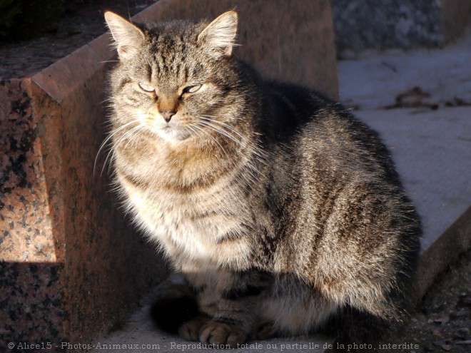 Photo de Chat domestique