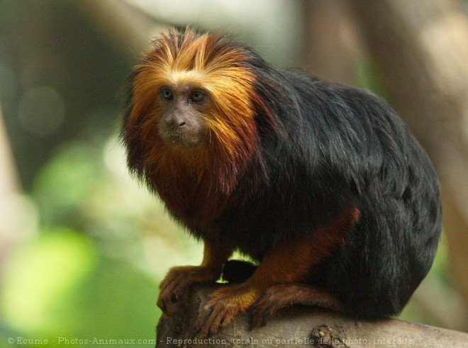 Photo de Singe - tamarin lion  tte dore