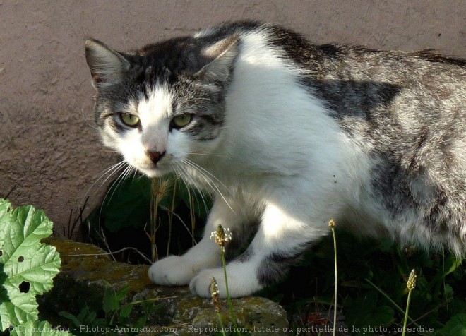 Photo de Chat domestique