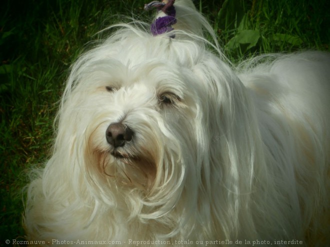 Photo de Coton de tulear