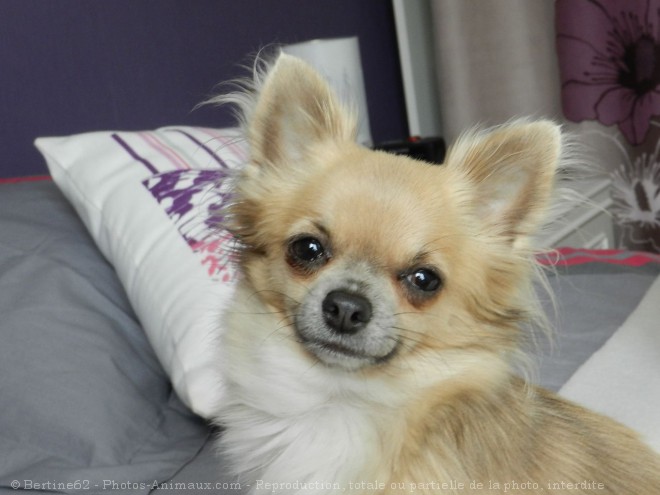 Photo de Chihuahua  poil long