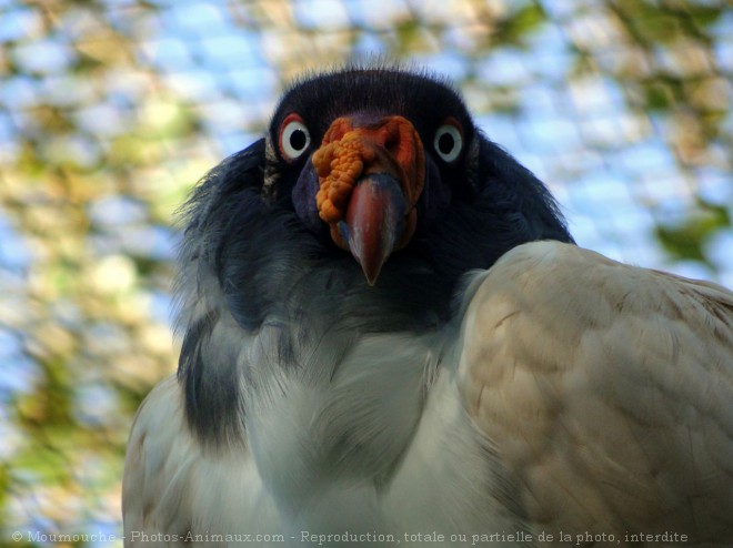 Photo de Vautour pape