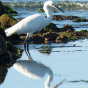 Photo d'Aigrette