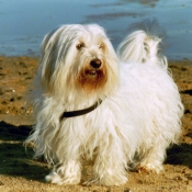 Photo de Coton de tulear