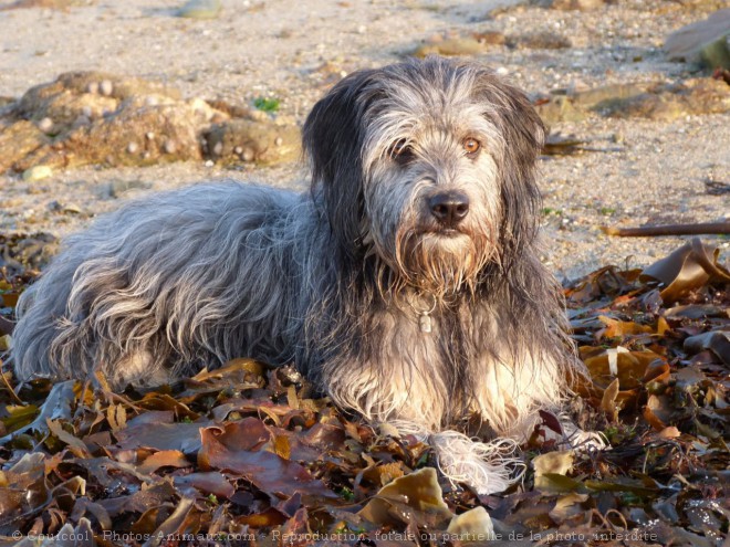 Photo de Chien de berger des pyrenes  poil long