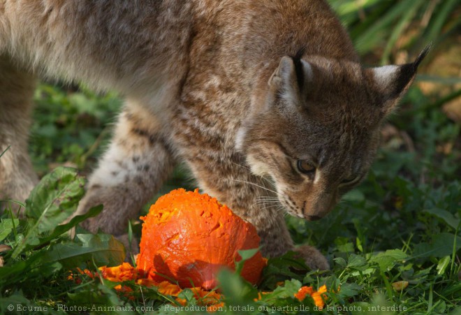 Photo de Lynx