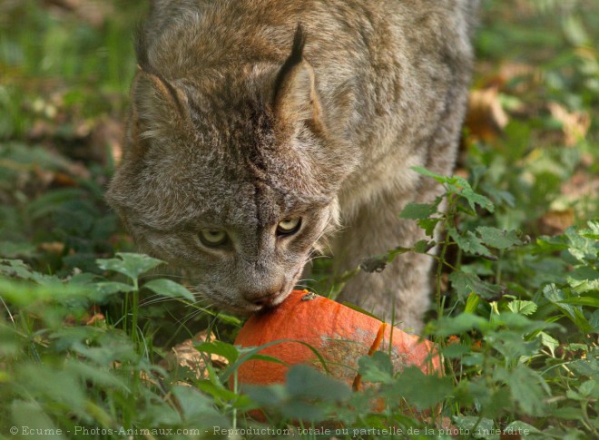 Photo de Lynx