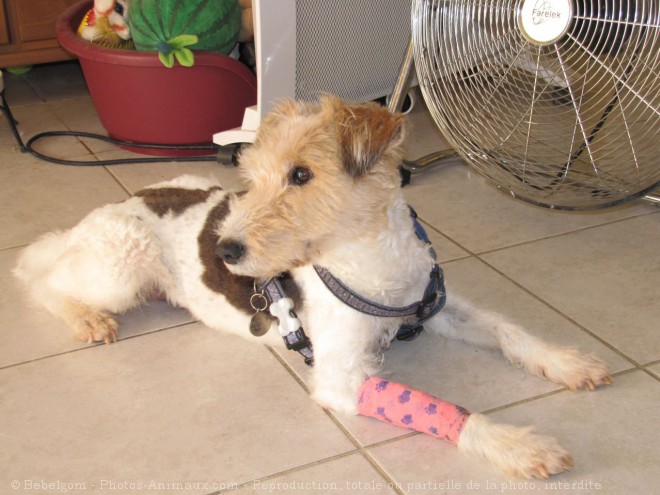 Photo de Fox terrier  poil dur