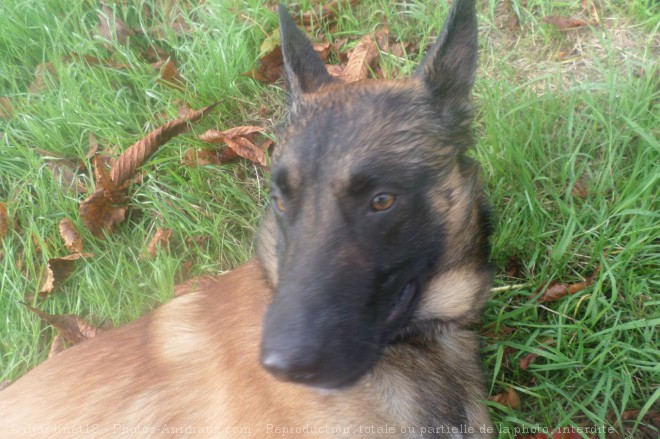 Photo de Berger belge malinois