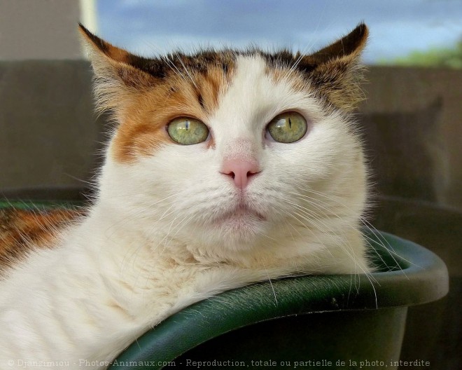 Photo de Chat domestique