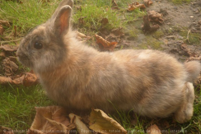 Photo de Lapin