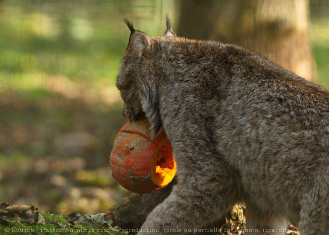 Photo de Lynx