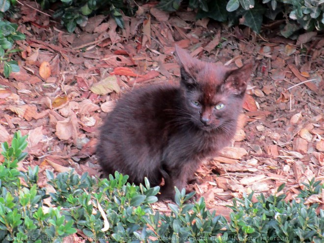 Photo de Chat domestique