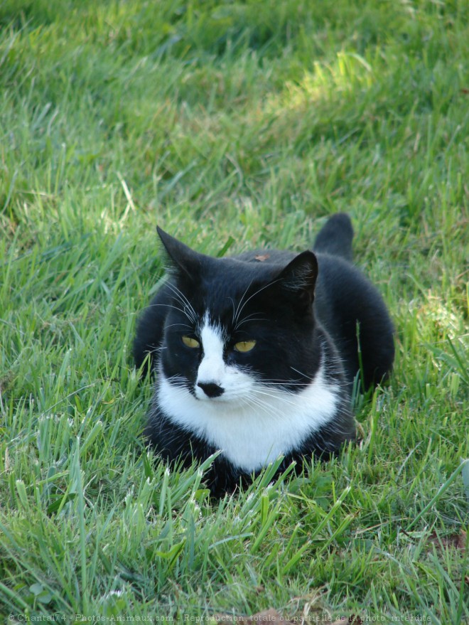 Photo de Chat domestique