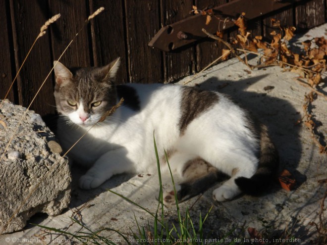 Photo de Chat domestique