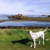 Photo de Dalmatien