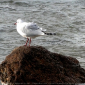 Photo de Mouette