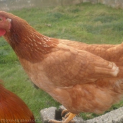 Photo de Poule