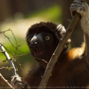 Photo de Singe - propitheque