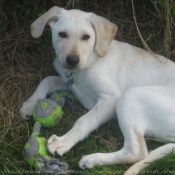 Photo de Labrador retriever