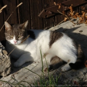 Photo de Chat domestique