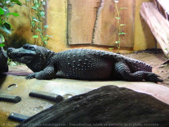 Photo de Crocodile